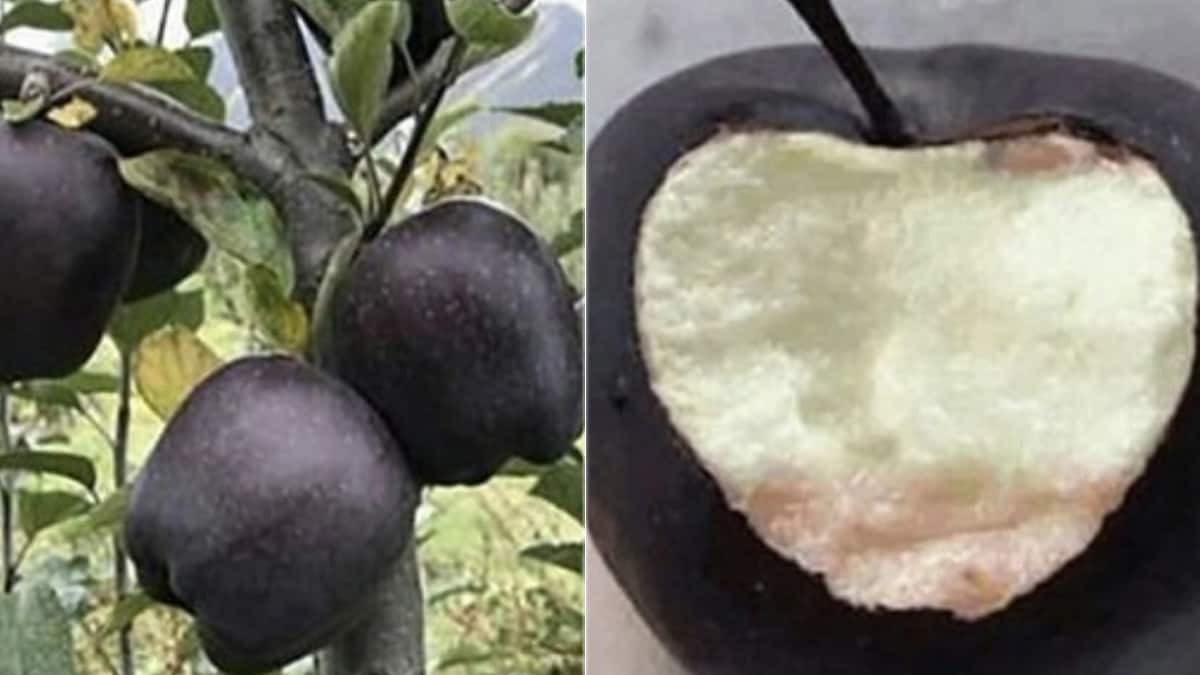 क्या आपने कभी ब्लैक डायमंड सेब के बारे में सुना है?  इस अनोखी किस्म की कीमत 500 रुपये प्रति पीस है