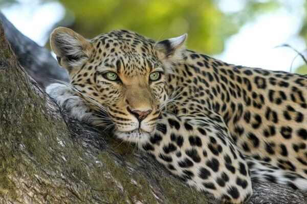 Fearing Crackers, Leopard Takes Shelter Inside House In Tamil Nadu For 15 Hours