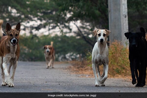 4-Month-Old Dies After Being Attacked By Stray Dog In Hyderabad