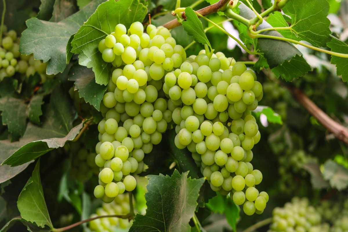 हरे अंगूर के स्वास्थ्य लाभ: स्वास्थ्य का खजाना है हरा अंगूर