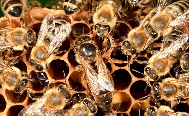 40 School Students Injured In Bee Attack In UP