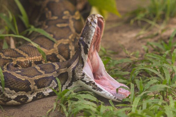 16-Foot Python Swallows Woman Whole In Indonesia